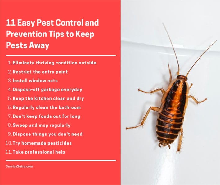 11 Easy Pest Control and Prevention Tips to Keep Pests Away from the House