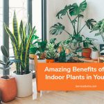 Amazing Benefits of Having Indoor Plants in Your Home