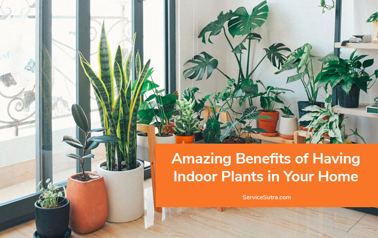 Amazing Benefits of Having Indoor Plants in Your Home