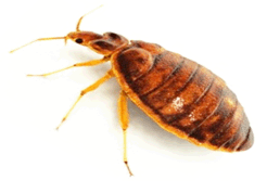 Identifying and treating bedbugs of your oown