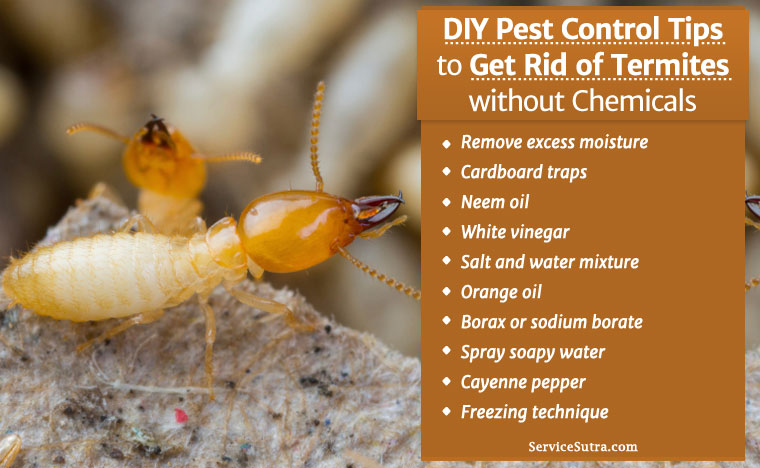 Get Rid of Termites without Chemicals - DIY Pest Control Tips