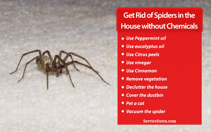 How to Get Rid of Spiders in the House Naturally Without Chemicals