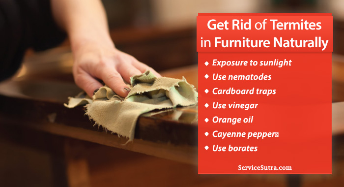 Tips to get rid of termites in furniture, easily and naturally