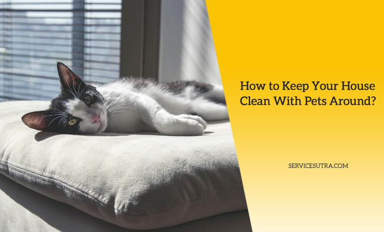 12 Tips on How to Keep Your House Clean With Pets at Home