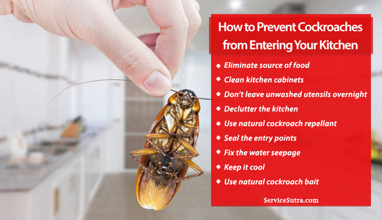 How to Prevent Cockroaches from Entering Your Kitchen