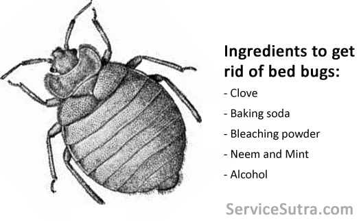 ingredients to get rid of bed bugs
