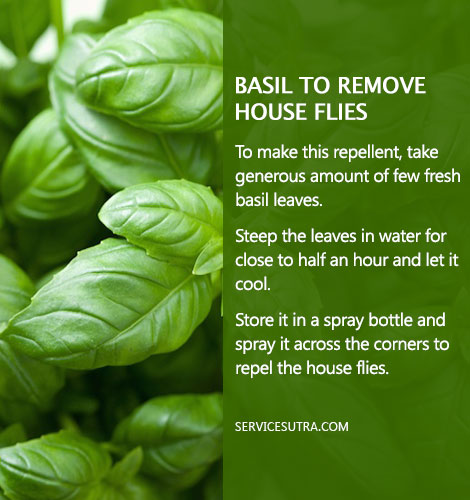 How to Get Rid of Flies from Home with Basil