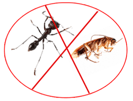 Home Pest Control Tips for Ants, Cockroach, Flies, Termites and Bed Bugs