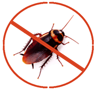 General pest control tips and Tricks to deal with most common pests and bugs