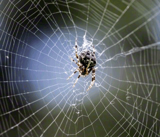 Natural Ways To Keep Spiders Out Of Your Home