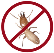 All about Termite infestation and treatment
