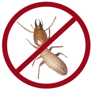 All about termites - Prevention and control