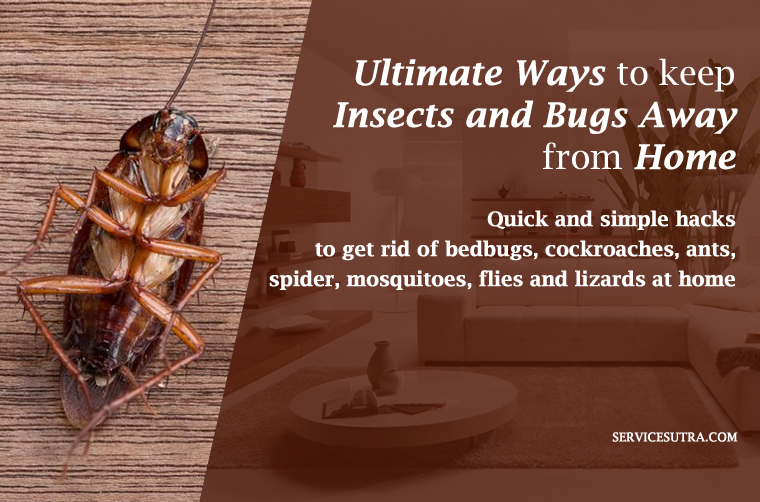 The Ultimate Guide to Keep Insects and Bugs Away from Home
