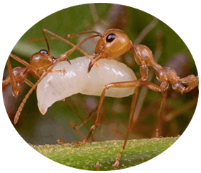 How to remove weaver ant