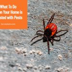 What To Do When Your Home is Infested with Pests