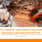 Anti Termite Treatment: Symptoms, Damages and Prevention Tips