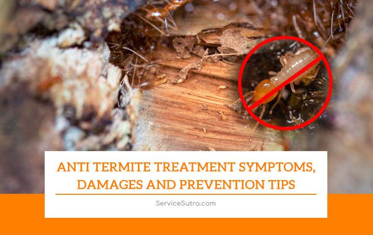 Anti Termite Treatment: Symptoms, Damages and Prevention Tips