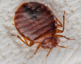 Pest control services for bed bugs removal