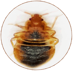 Treating bedbugs with heat