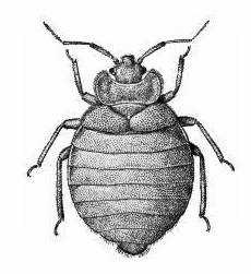 Pest Control for Bedbugs in Pune and other metro cities in India