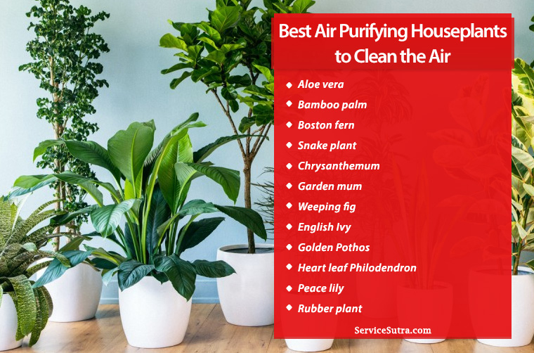13 Best Air Purifying Houseplants to Clean the Air and Beautify Your Home