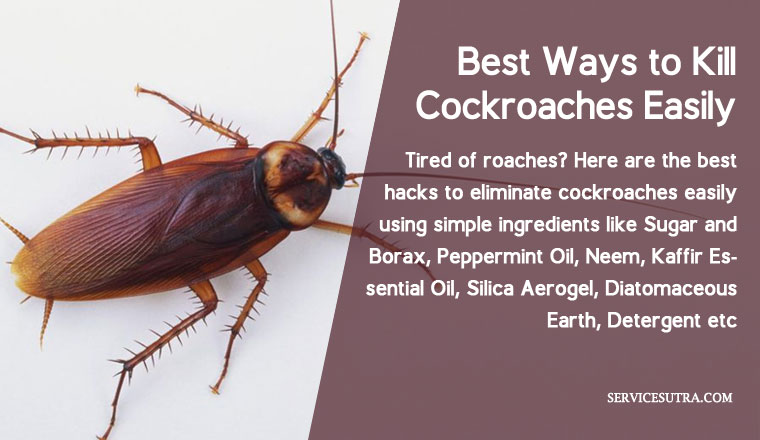 best ways to kill cockroaches easily at home