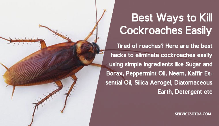 the super list of 19 best ways to kill cockroaches easily at home