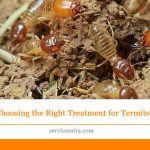Termites Be Gone: Choosing the Right Treatment for Your Home