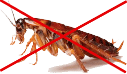 11 Pest Control Tips to Keep Your Kitchen Pest Free