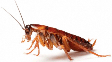 Pest Control - cockroach