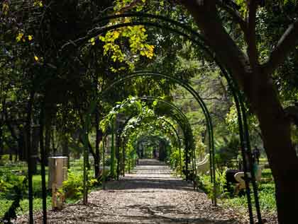 Cubbon Park