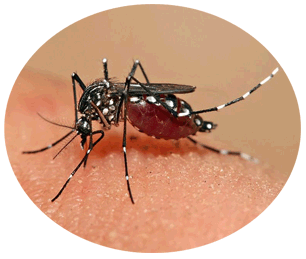 Ways to keep dengue mosquitoes away