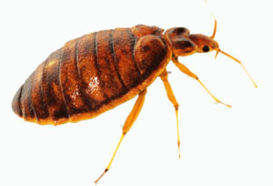 Best Ways to Detect and Eradicate Bed Bugs Infestation