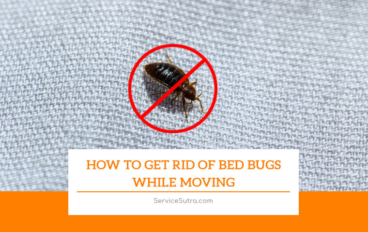 How to Get Rid of Bed Bugs While Moving