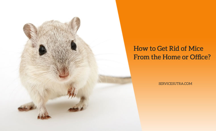 How to Get Rid of Mice in the House or Office Easily by Yourself