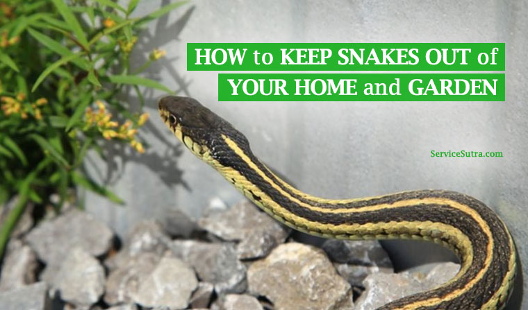 How to Keep Snakes Out of Your House and Garden Easily