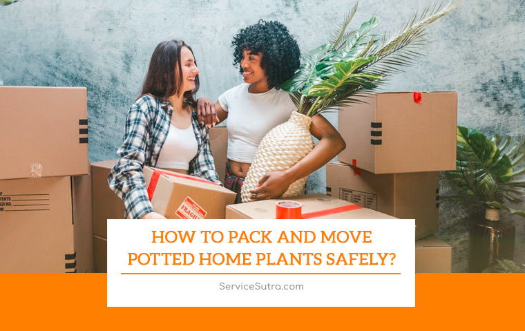 How to Pack and Move Potted Home Plants Safely?