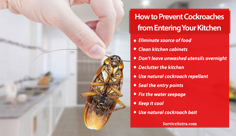 How Do I Get Rid Of Roaches In My Kitchen Cabinets Besto Blog