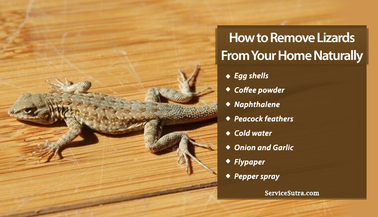 12 Natural Ways to Remove Lizards from Your Home Easily