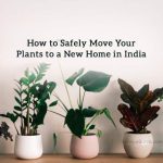 How to Safely Move Your Plants to a New Home in India