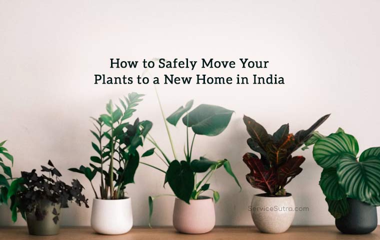 How to Safely Move Your Plants to a New Home in India