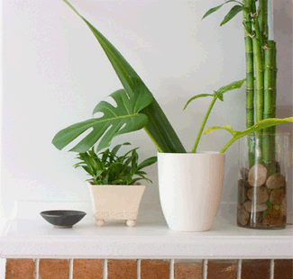 Indoor House Plants for home decoration