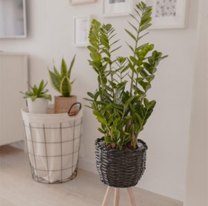 Indoor-plants