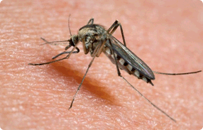 Ways to keep mosquitoes out of your home and backyard