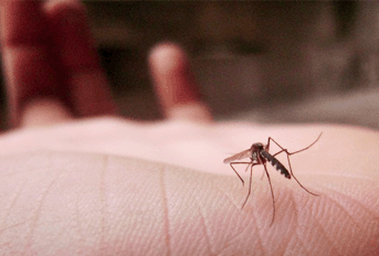 Mosquito control in India using natural ingredients
