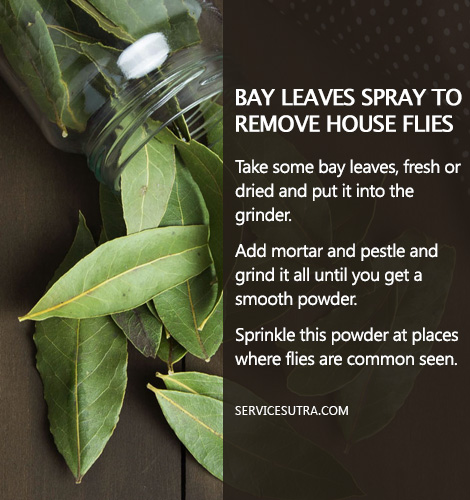 How to Get Rid of Flies from Home with Bay Leaves