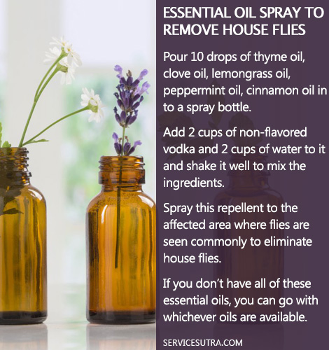 How to Get Rid of Flies from Home with Essential Oil
