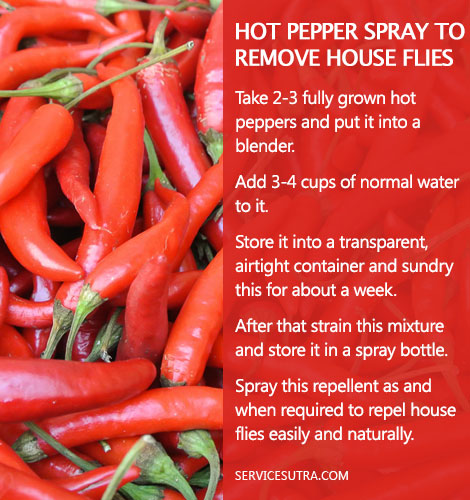 How to Get Rid of Flies from Home with Pepper