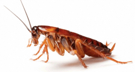 Pest control tips to prevent cockroach at home