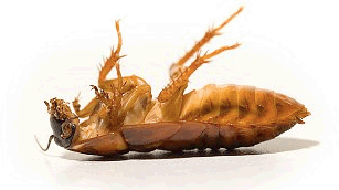 Pest Control in India